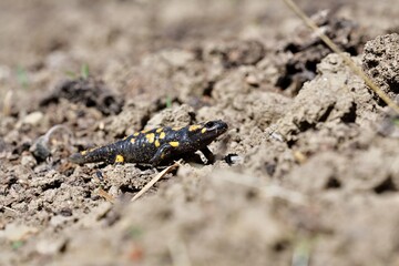 Detail of head fire salamander lizard on sand 
