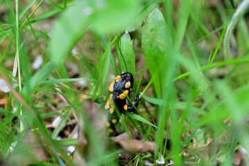 Fire salamander lizard crawls through the leaves in the forest