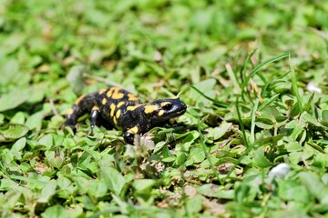 Fire salamander lizard crawls through the leaves in the forest