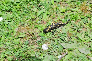 Fire salamander lizard crawls through the leaves in the forest