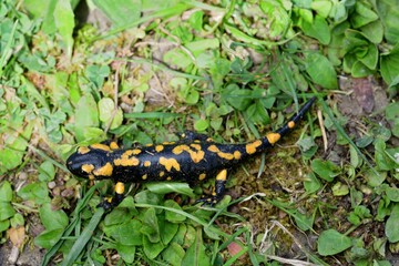 Fire salamander lizard crawls through the leaves in the forest