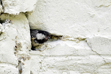 Coal tit (Periparus ater) leaves an unusual nesting site (hole in a stone wall) // Tannenmeise (Periparus ater) verlässt ungewöhnlichen Nistplatz (Loch in einer Steinmauer) 