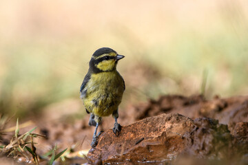 close-up shot of juvenile African blue tit (Cyanistes teneriffae)