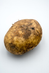 A tuber of raw potato dug out of the ground.
