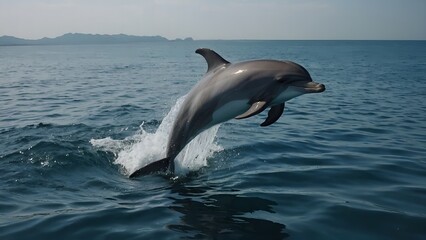 Fototapeta premium Dolphins creating beautiful arcs as they swim in unison