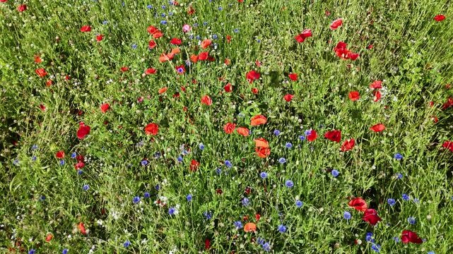 Ein Feld mit Mohn und Kornblumen