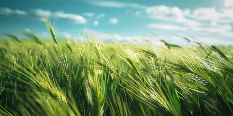 Fototapeta premium Rural landscape with wheat fields under a blue sky. Agricultural setting with untouched crops, ideal for stock photography.