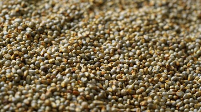 closeup pile of dry bajra pearl millet seed texture background circle around food footage rotate