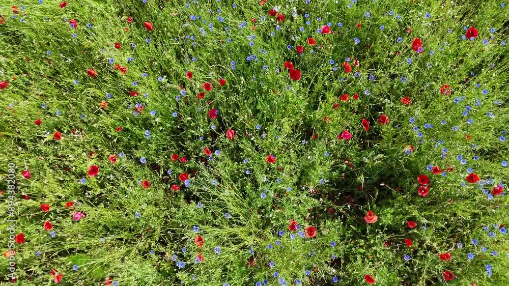 Poster ein feld mit mohn und kornblumen