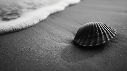 This is a photograph of seashells left behind after the tide has receded, capturing the natural beauty and tranquility of beach scenes.