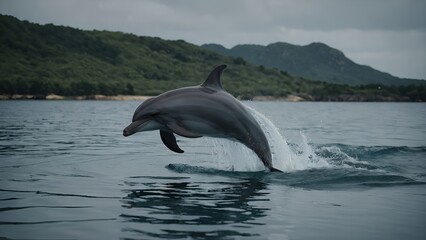 Fototapeta premium A dolphin breaching the water with joyful enthusiasm