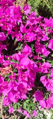 Bougainvilliers 