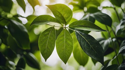 Green leaves background, creative layout, abstract green leaf, nature background, tropical leaf, green leaves on a branch