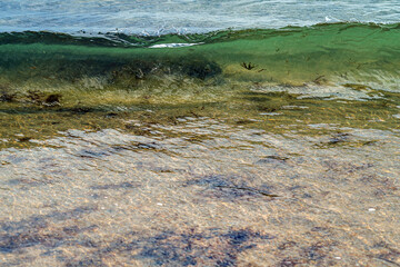 The crest of the sea wave of dark green color with a transparent texture rushes to the shore, bringing with it seaweed torn from the underwater bottom. Clear water, natural state of nature