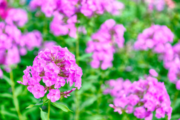 Phlox in the garden