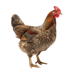 Fototapeta premium Majestic Domestic Hen Posing Gracefully on a Transparent background