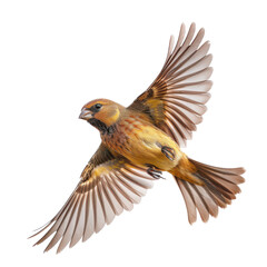 Obraz premium Vivid Close-Up of a Bird in Mid-Flight Against a Transparent background