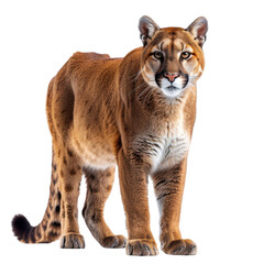 Obraz premium Majestic Cougar Poised in Striking Detail Against Black Backdrop