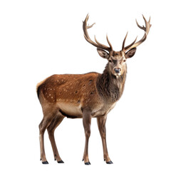 Obraz premium A Majestic Deer Standing Proud with Glorious Antlers Against a Transparent background