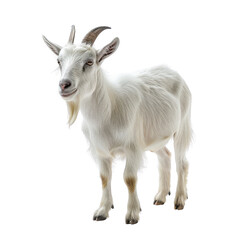 Fototapeta premium Elegant White Goat Against Transparent background Showcasing Grace And Beauty