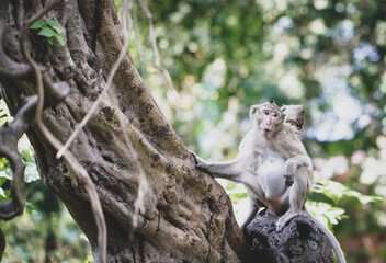 the monkey in the nature with dramatic tone