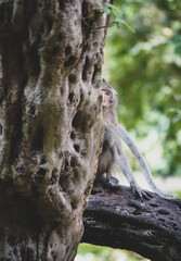 the monkey in the nature with dramatic tone