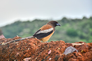 rufous treepie (Dendrocitta vagabunda) or Indian treepie in Ranthambhore, Rajasthan, India