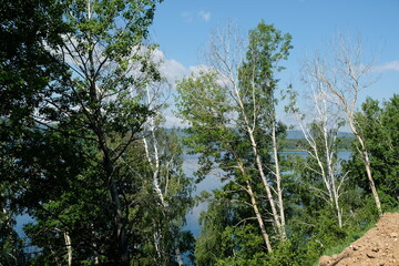 Various trees and plants in the coastal area of Lake Baikal.