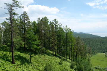Fototapeta premium Various trees and plants in the coastal area of Lake Baikal.