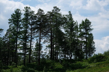 Various trees and plants in the coastal area of Lake Baikal.