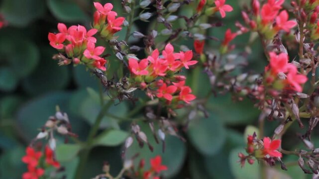 The Spicy Jatropha plant in the pot in the yard sways gently in the wind, displaying fresh green leaves and bright red flowers dancing in the harmony of nature.