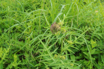高山植物／ヤツタカネアザミ（Cirsium yatusalpina）キク科のアザミの蕾