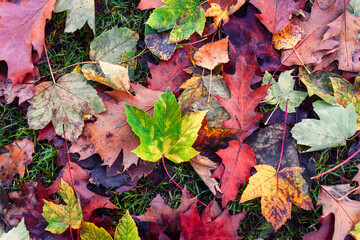 Multi color maple leaves rotting on the ground in autumn forest
