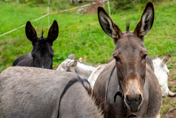 donkeys in a farm in the Alps