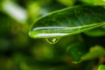 Water drop on green tropical plant leaf