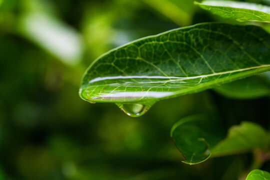 Water drop on green tropical plant leaf