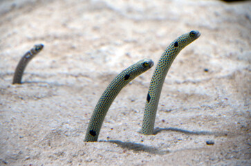 ガーデンイール