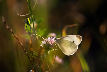 Motyl na łące. © Elżbieta Kaps