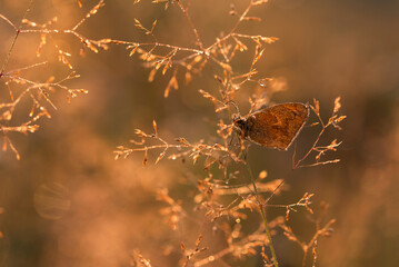 Motyl na łące. © Elżbieta Kaps