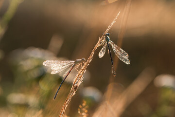 Ważka w rosie na łące o poranku  © Elżbieta Kaps