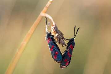 Owad kraśnik sześcioplamek na łące. © Elżbieta Kaps