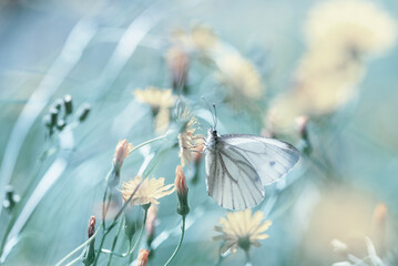 Biały motyl na kwiatku na błękitnym tle, trendy 2024 © Elżbieta Kaps