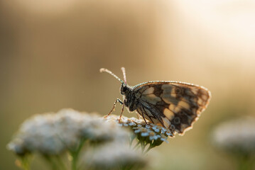Motyl na łące o poranku na łące © Elżbieta Kaps