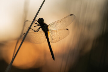 Ważka w rosie na łące o poranku  © Elżbieta Kaps