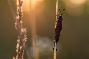 Owad kraśnik sześcioplamek na łące. © Elżbieta Kaps