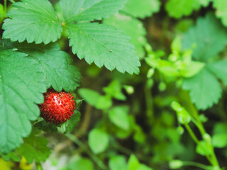 Close-up of strawberries on a bush. Bright, juicy fruits perfectly convey the freshness and naturalness of the summer season