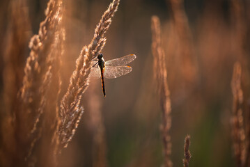 Ważka w rosie na łące o poranku  © Elżbieta Kaps