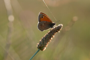 Motyl na łące o poranku na łące © Elżbieta Kaps