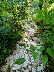 Mountain forest trekking trail surrounded by nature. An ideal place for adventure and enjoying the picturesque scenery