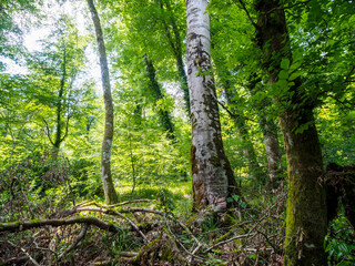 Fallen broken tree in the forest with exposed roots. Nature and devastation create an atmosphere of depression and solitude